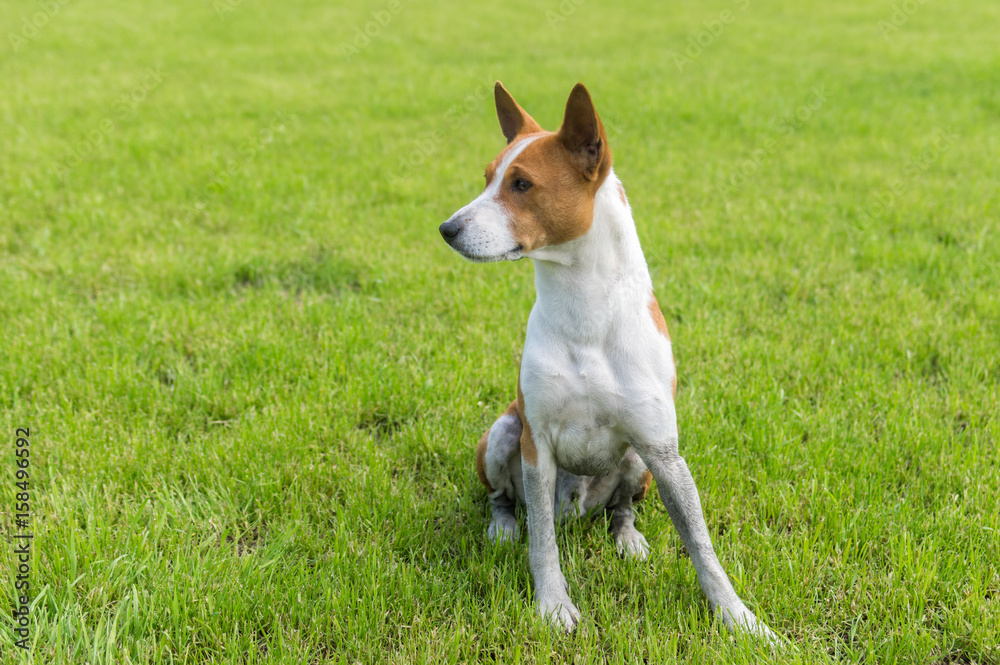 Dirty mature basenji dog resting in spring grass after everyday run
