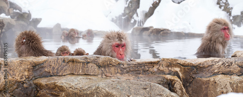 Photography Japanese macaques or snow monkeys bathing in hot springs　地獄谷の日本猿
