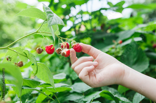 Child hand gather red ripe raspberries on a bush
