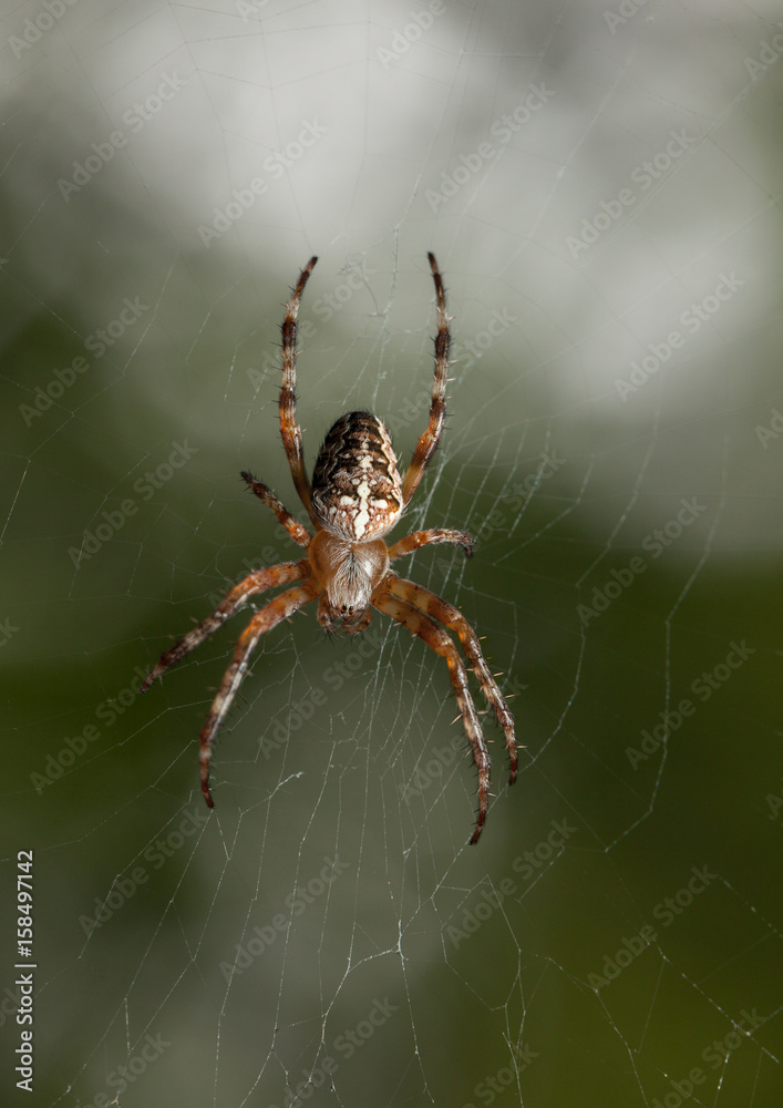 Spider in garden Spider in garden