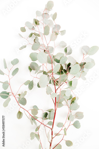Beautiful eucalyptus branches on white background. Flat lay, top view. Lifestyle composition.