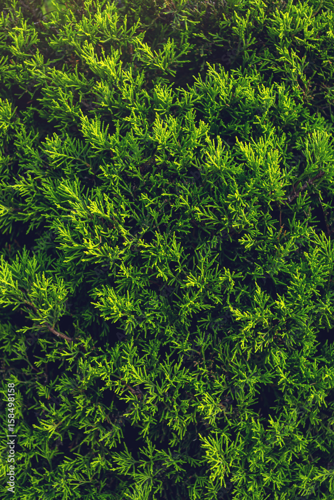 Interesting background of bright green leaves of the plant thuja in the spring with beautiful light. Concept of ecology Interesting background of bright green leaves of the plant thuja in the spring with beautiful light. Concept of ecology