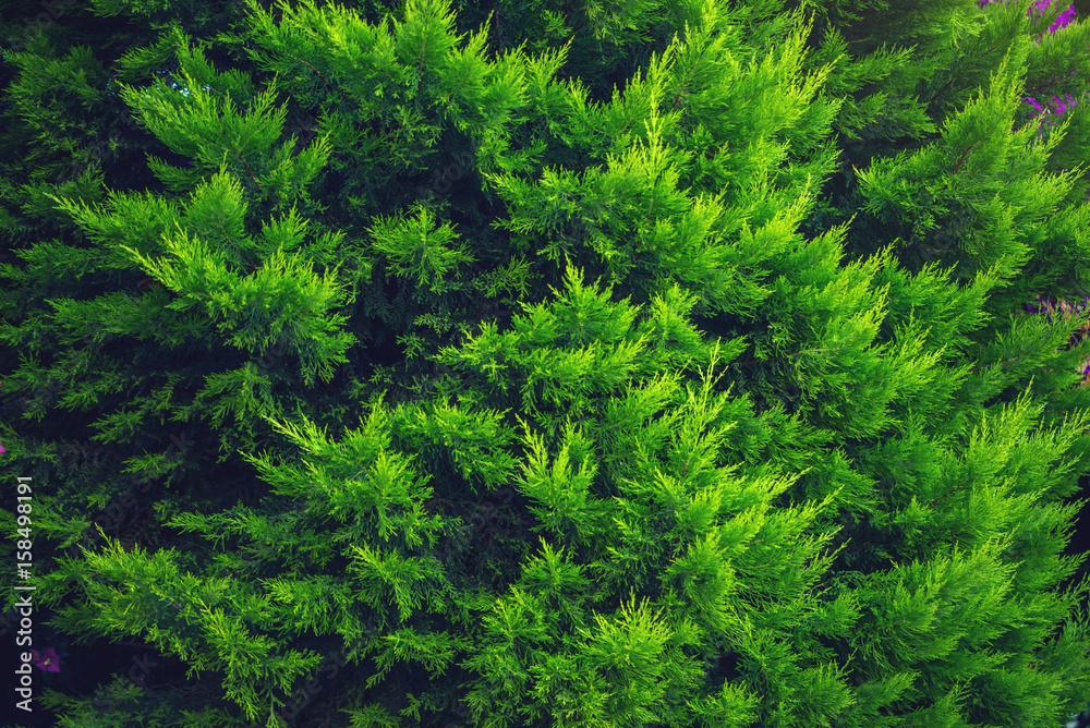 Interesting background of bright green leaves of the plant thuja in the spring with beautiful light. Concept of ecology Interesting background of bright green leaves of the plant thuja in the spring with beautiful light. Concept of ecology
