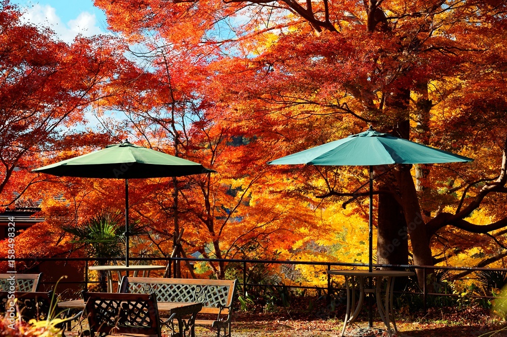 Naklejka premium Autumn scenery of fiery red maple trees with wooden benches & parasols in the forest ~ Scenic view of colorful maple foliage in the garden of Ruriko-In, a famous Buddhist temple in Kyoto Japan