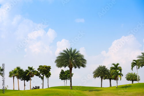 Blue sky and green grass and palm trees on golf coures