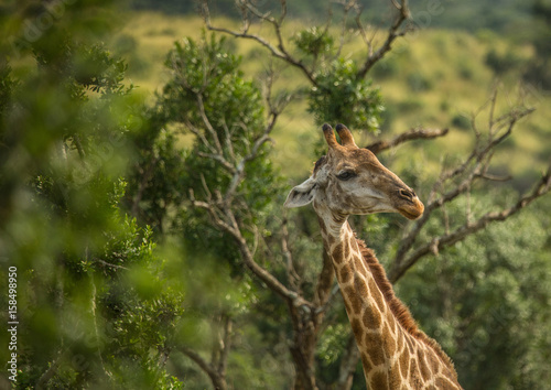 Giraffes at the woodland of the Hluhluwe iMfolozi Park