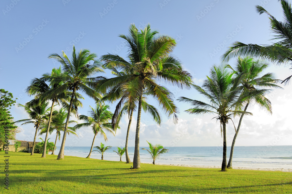 Palm trees at the beach Palm trees at the beach