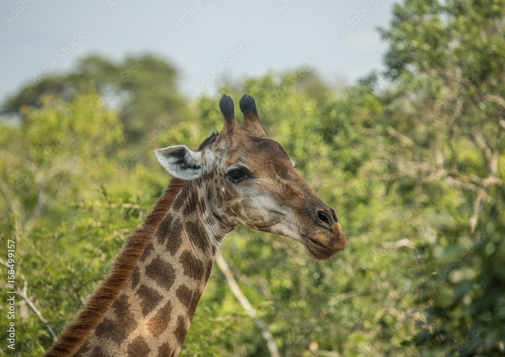 Giraffes at the woodland of the Hluhluwe iMfolozi Park Giraffes at the woodland of the Hluhluwe iMfolozi Park