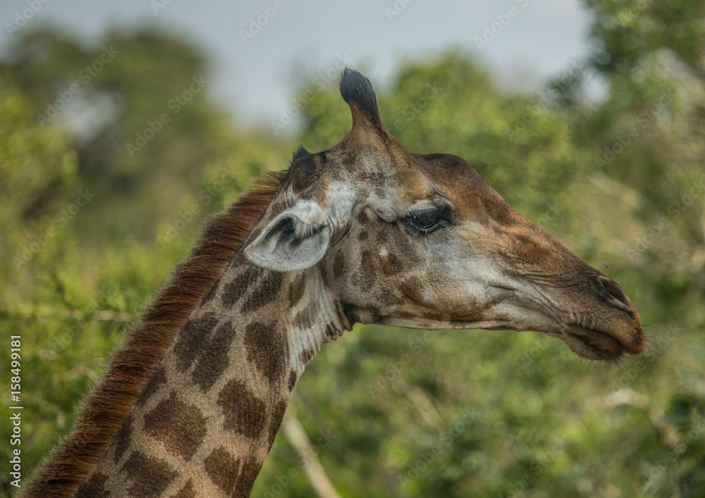 Obraz premium Giraffes at the woodland of the Hluhluwe iMfolozi Park