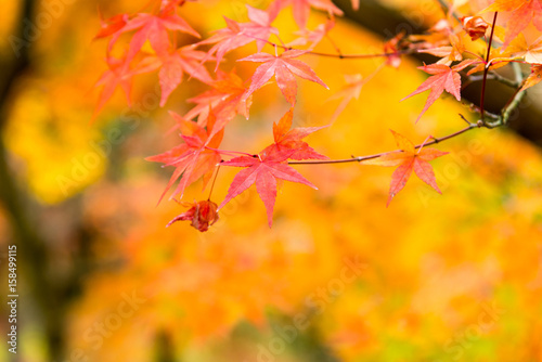 the beautiful autumn color of Japan maple.leaves on tree  yellow  orange and red discoloration in the park  when the leaves change colorful in November  every year
