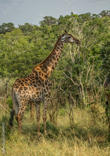 Giraffes at the woodland of the Hluhluwe iMfolozi Park