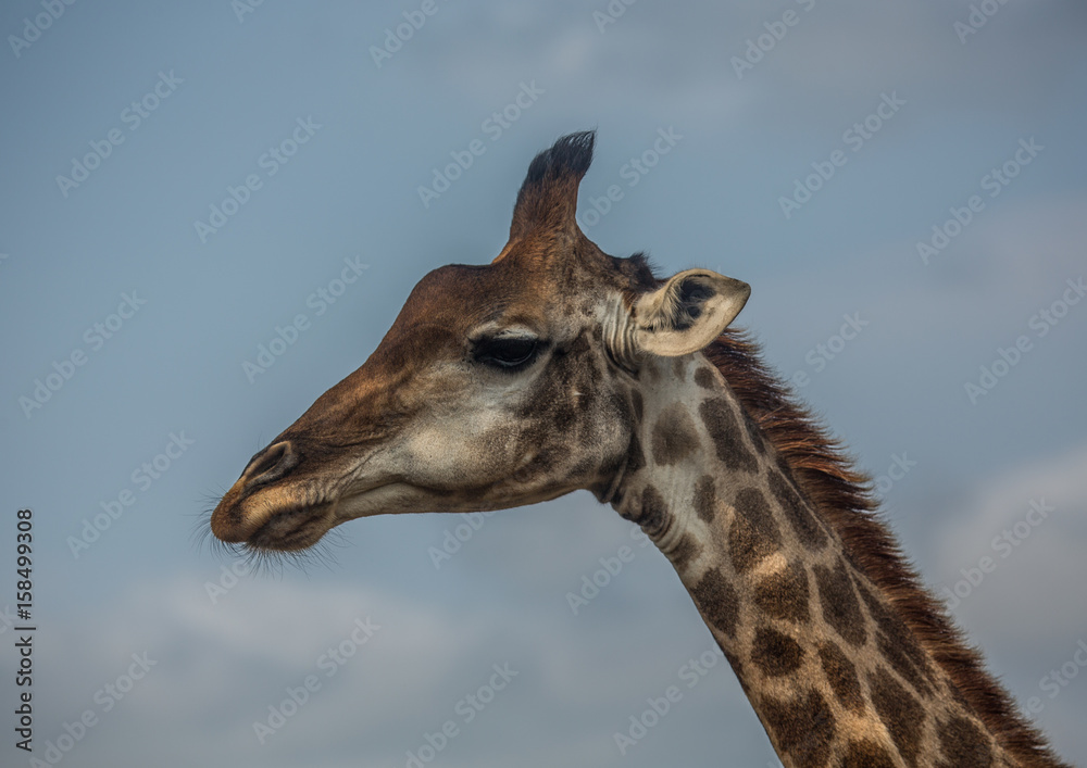 Giraffes at the woodland of the Hluhluwe iMfolozi Park Giraffes at the woodland of the Hluhluwe iMfolozi Park