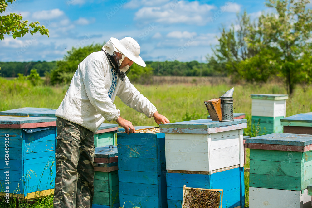 Beekeeper is working with bees and beehives on the apiary. Beekeeper on apiary. Beekeeper is working with bees and beehives on the apiary. Beekeeper on apiary.