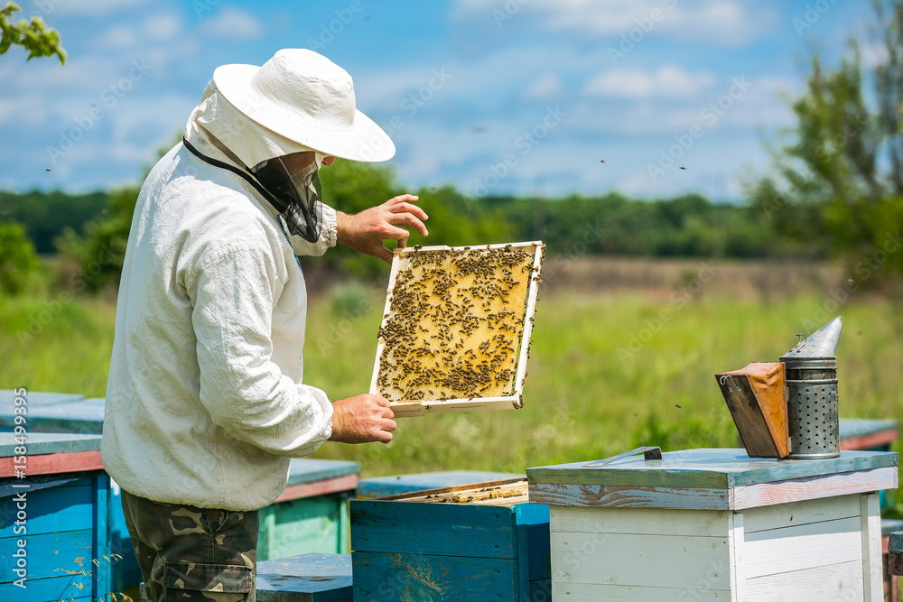 Beekeeper is working with bees and beehives on the apiary. Beekeeper on apiary. Beekeeper is working with bees and beehives on the apiary. Beekeeper on apiary.