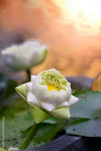 white beautiful lotus flower with sunset / sun rise light effect (yellow light)