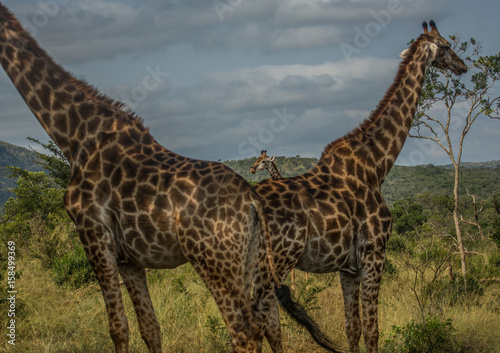 Giraffes at the woodland of the Hluhluwe iMfolozi Park