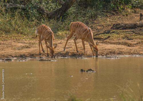 Nyala female prepare to drink from a waterhole at the Hluhluwe iMfolozi Park