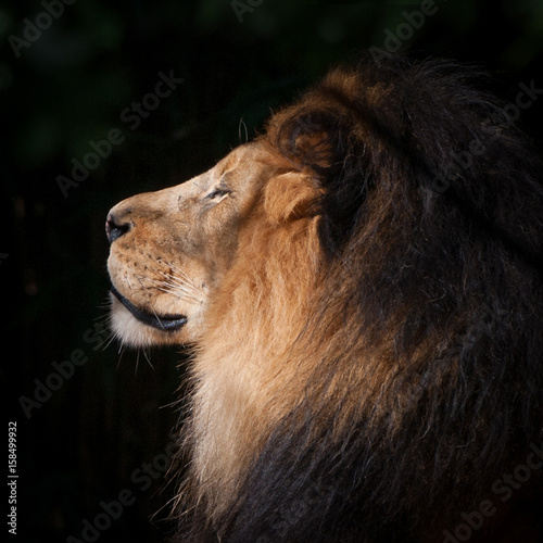 Fototapeta Naklejka Na Ścianę i Meble -  Lion Head