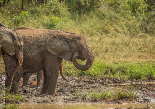 African savannah elephants at a waterhole at the Hluhluwe iMfolozi Park