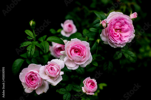 Beautiful pink roses on a black background, with shallow depth of field, selective focus.