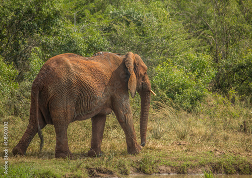African savannah elephants at a waterhole at the Hluhluwe iMfolozi Park
