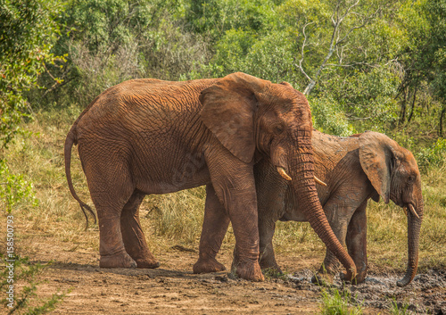 African savannah elephant mother with her child at a waterhole at the Hluhluwe iMfolozi Park