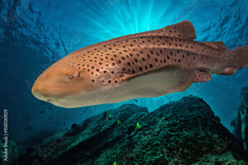 Zebra shark portrait on deep blue ocean photo