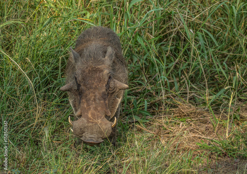 Warthog in the grasslands of the Hluhluwe iMfolozi Park photo