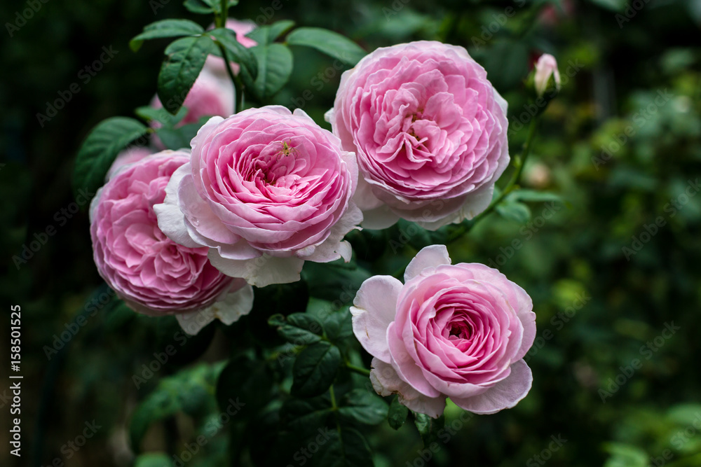 Beautiful pink roses in the garden, with shallow depth of field, selective focus.