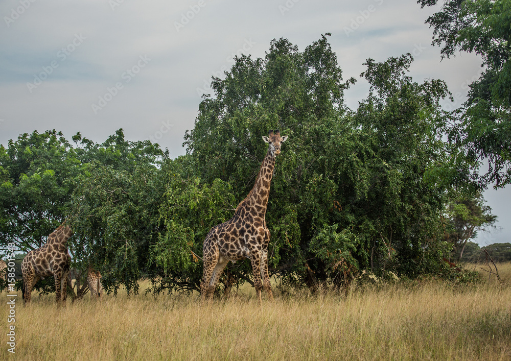Fototapeta premium Giraffes at the grasslands on the area of the Ezulwini Game Lodge