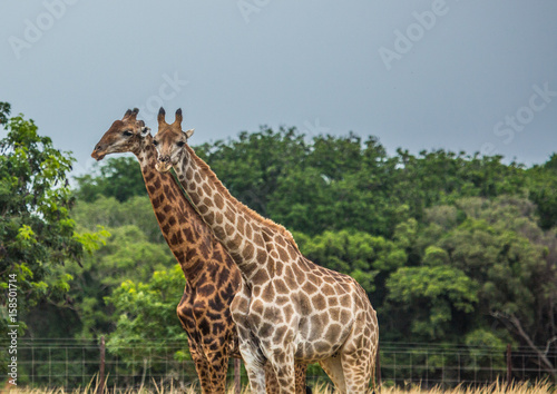 Giraffes at the grasslands on the area of the Ezulwini Game Lodge