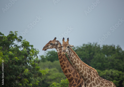 Fototapeta Naklejka Na Ścianę i Meble -  Giraffes at the grasslands on the area of the Ezulwini Game Lodge