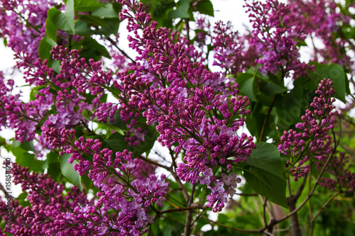 Blooming purple flowers of lilac tree on the sunny day.