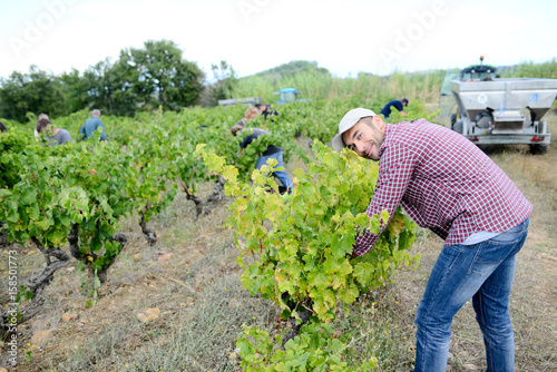 handsome young man working in vineyard picking up ripe grapes during the grapes harvest © W PRODUCTION