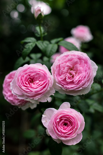 Beautiful pink roses in the garden  with shallow depth of field  selective focus.