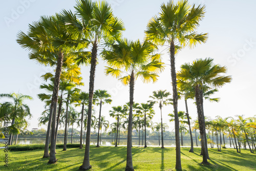 Tree palm with sunlight at green garden