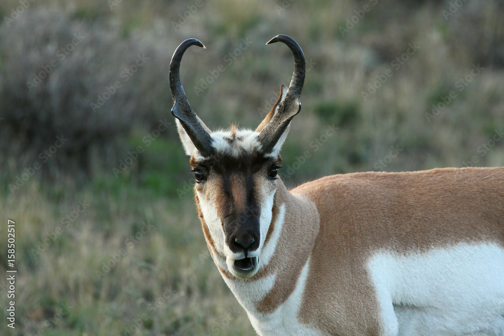 Pronghorn Antelope at the morning