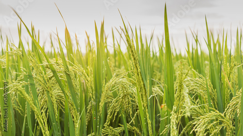 Close-up rice paddy, Jasmine rice farm plantation