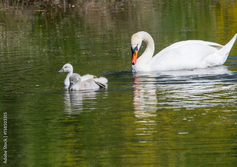 Fototapeta premium Two week old mute swan babies swimming together with their parents on a pond in the district of Buechenbach of the city of Erlangen