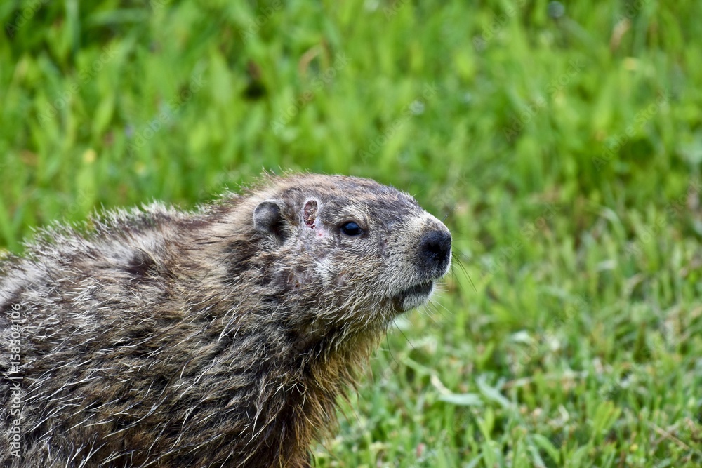 Groundhog (Marmota monax) in a field Groundhog (Marmota monax) in a field