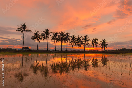 Sunset with Reflection of tropical tree at Permatang Pauh Pulau Pinang.Soft Focus due to Long Exposure Shot. photo