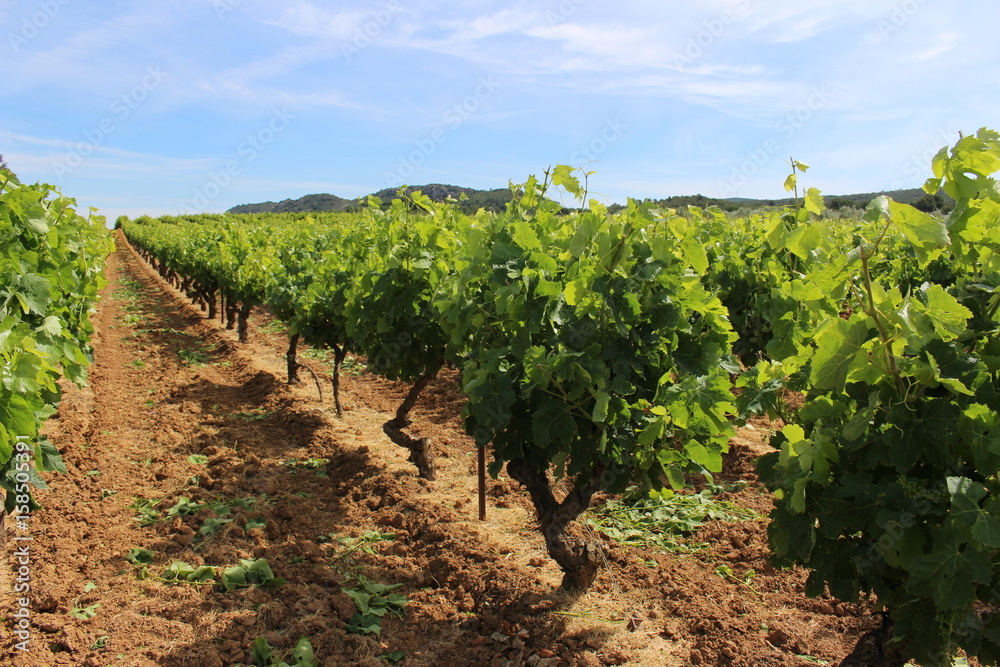 vigne  dans le sud de la france