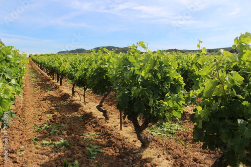 vigne  dans le sud de la france