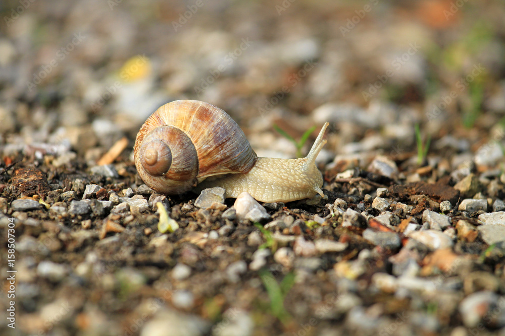 Weinbergschnecke - Allgäu - Schnecke - Haus - Fühler - Helix pomatia Weinbergschnecke - Allgäu - Schnecke - Haus - Fühler - Helix pomatia