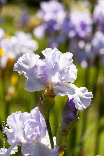 Fototapeta Naklejka Na Ścianę i Meble -  Iris, lilac flowers blooming in a garden, close up.