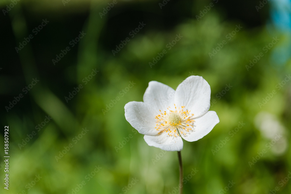 white flowers. White flowers on a glade. A summer glade with flowers. white flowers. White flowers on a glade. A summer glade with flowers.