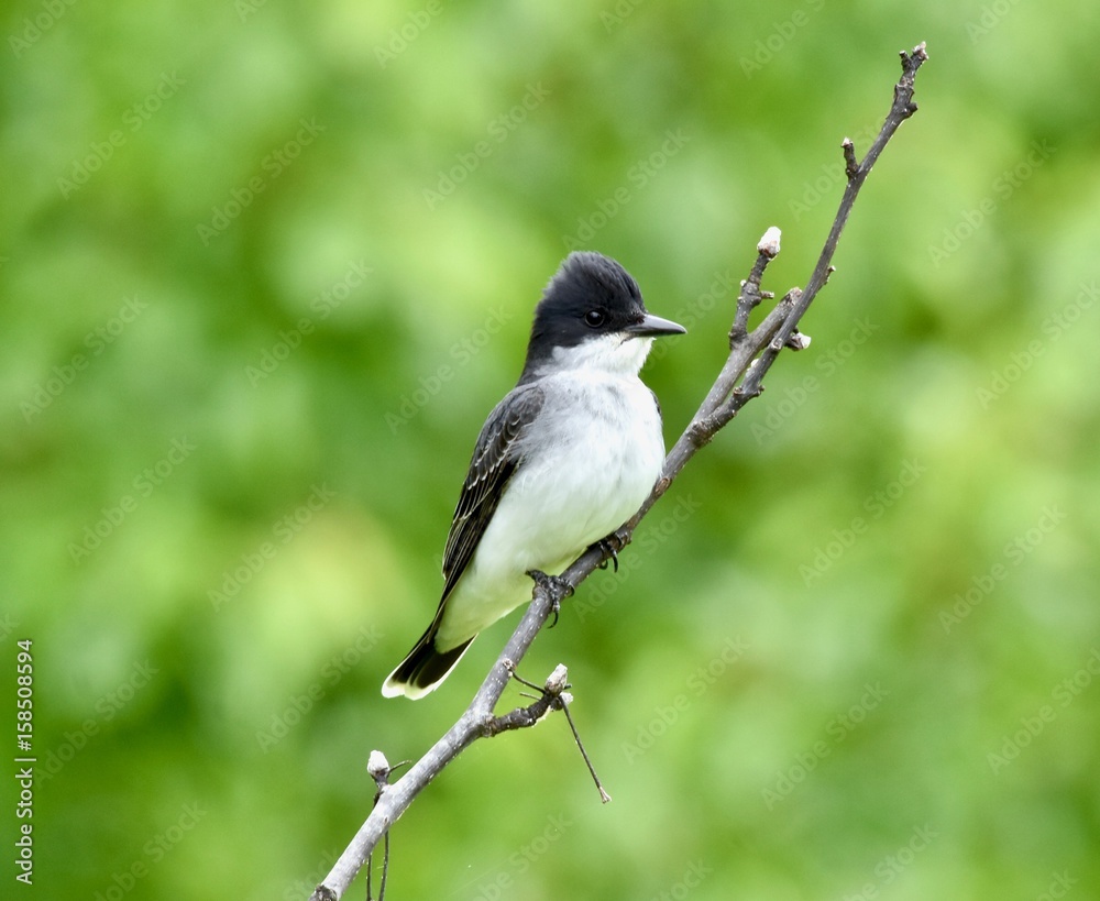 Eastern kingbird (Tyrannus tyrannus) perched on a branch Eastern kingbird (Tyrannus tyrannus) perched on a branch