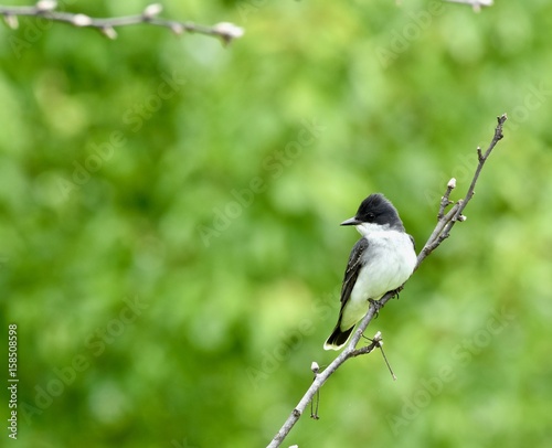 Eastern kingbird (Tyrannus tyrannus) perched on a branch
