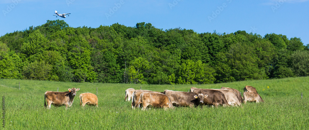 small airplane flying over field with  Brown Swiss cattle,otherwise known as Braunvieh cattle, one of the oldest cattle breeds 
