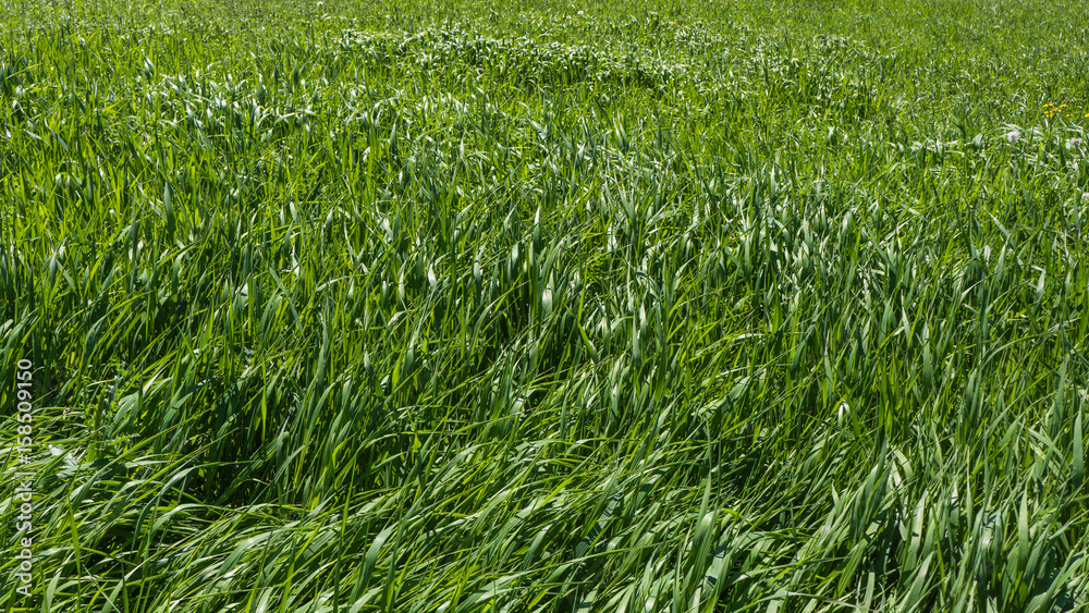 Fototapeta premium tall green grass example of greenery: the Pantone color for 2017 